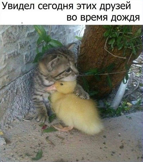 Увидел сегодня этих друзей во время дождя