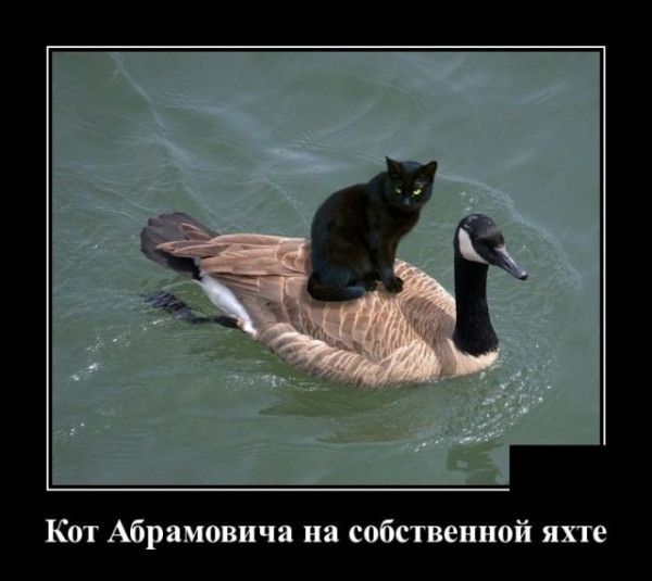 Кот Абрамовича на собственной яхте