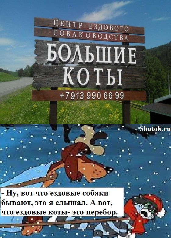 БЕН Е3д01зого ОБАКОВОДСТВА _ Ну вот что ездовые собаки бывают это я слышал А вот что ездовые коты это не ебо _