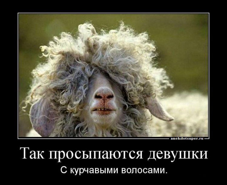 ТЗК ПРОСЫПШОТСЯ ДСВУШКИ С курчавыми волосами