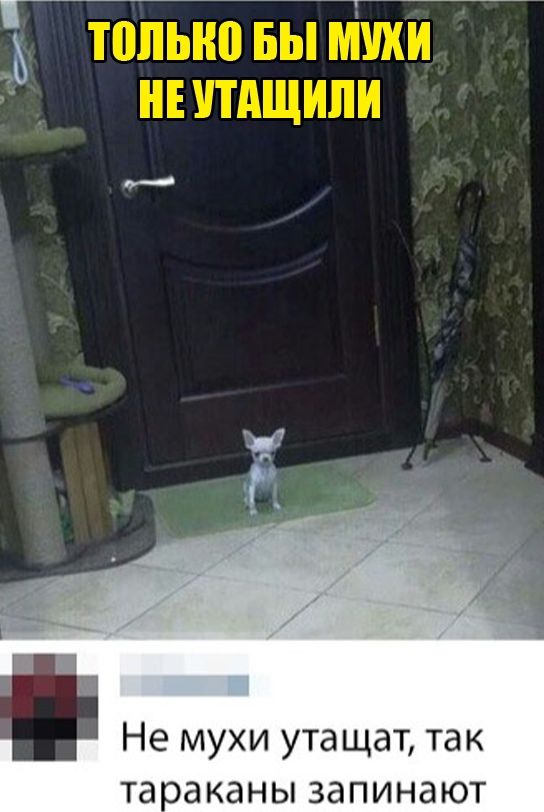 Не мухи утащат так таоаканы запинают