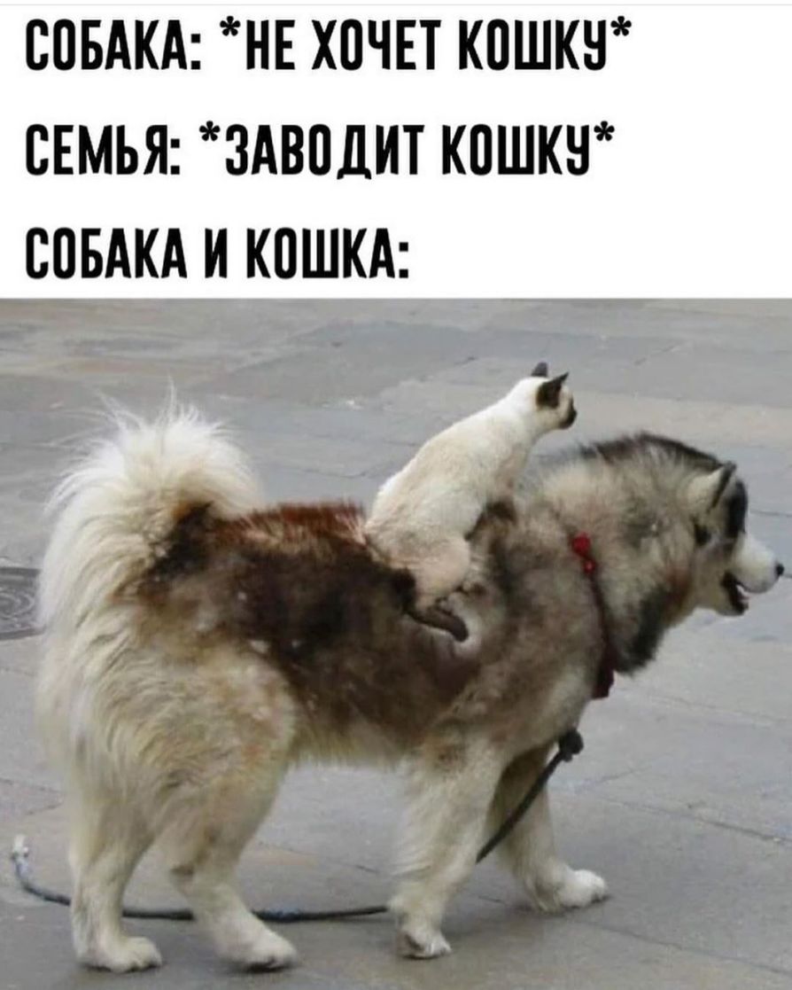 СПБАКА НЕ ХПЧЕТ КПШКН СЕМЬЯ ЗАВПДИТ КПШКН СПБАКА И КПШКА