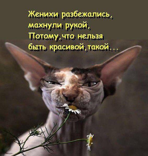Женихи разбежались мчгкнули РУЗЧйъ Пчтчмуьчщ нельзя