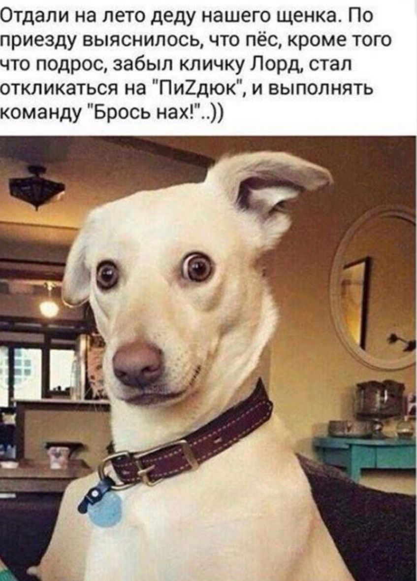 Отдали на лето деду нашего щенка По приезду выяснилось что пёс кроме того что подрос забыл кличку Лорд стал откликаться на Пи2дюк и выполнять команду Брось нах