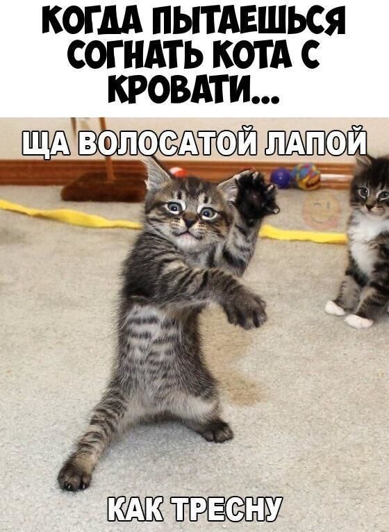 КОГ М ПЫТАЕШЬСЯ СОГНАТЬ КОТА С ТРЕЗФНУ