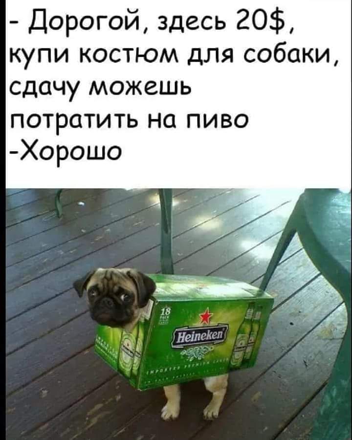 Дорогой здесь 20 купи костюм для собаки сдачу можешь потратить на пиво