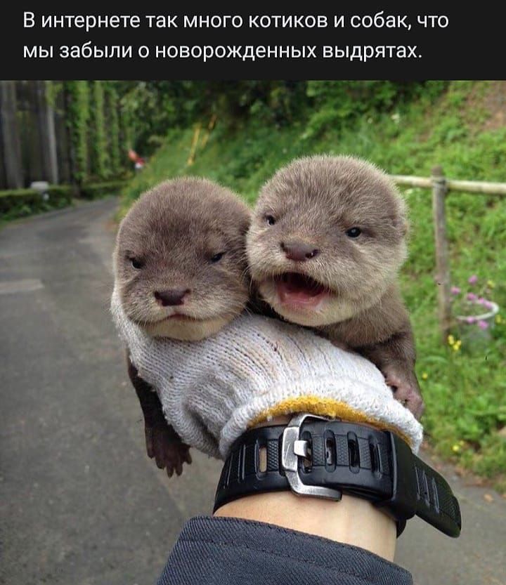 В интернете ТЗК МНОГО КОТИКОВ И собак ЧТО МЫ забыли О НОВОРОЖдеННЫХ БЫДРЯТЭХ