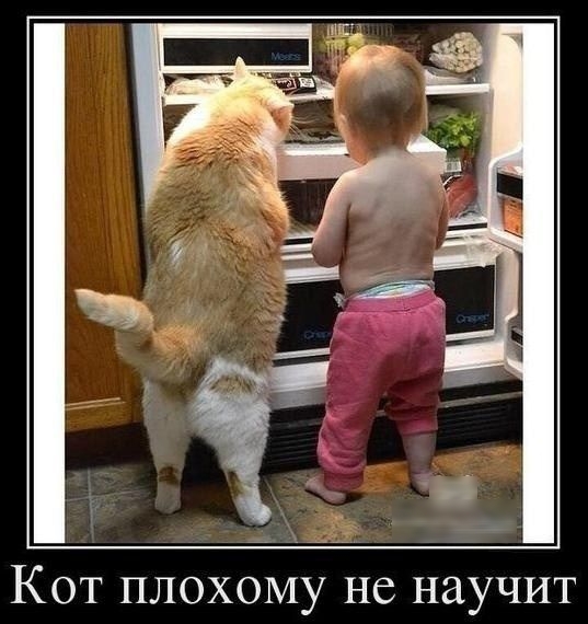 Кот плохому не научит
