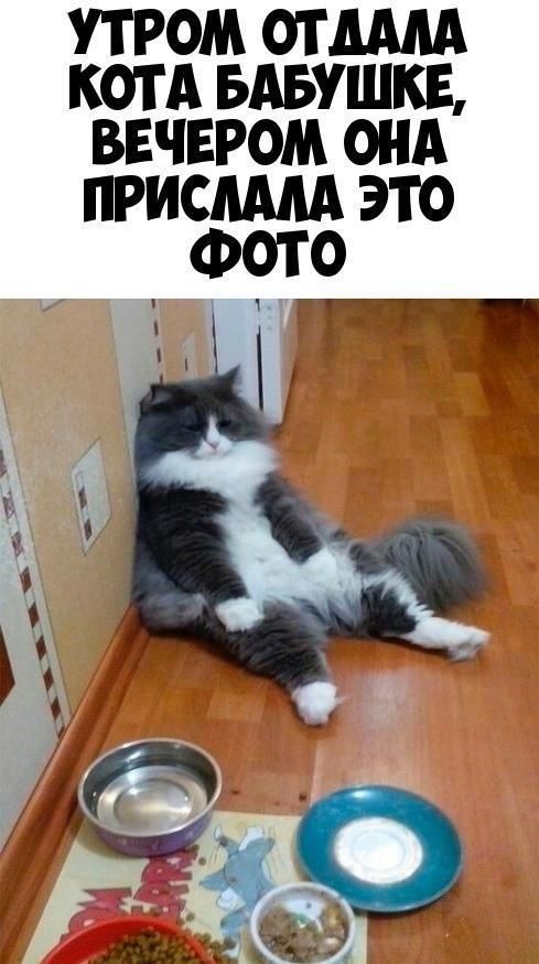 УТРОМ ОТДАМ КОТА БАБУШКЕ ВЕЧЕРОМ ОНА ПРИСММ ЭТО