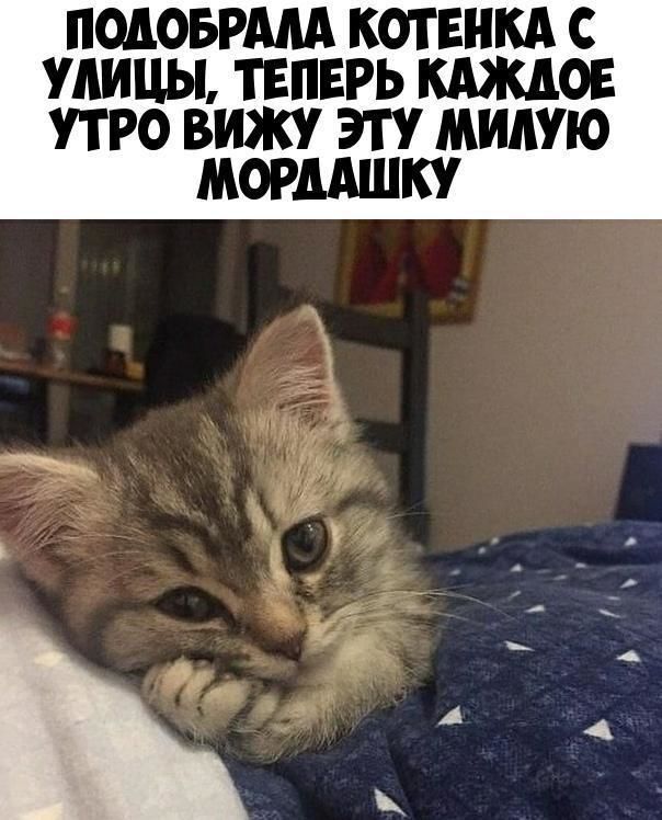 ПМОБРАМ КОТ ЕНКА С УЛИЦЫ ТЕПЕРЬ КАЖДОЕ УТРО ВИЖУ ЭТУ МИАУЮ МОРДАШКУ