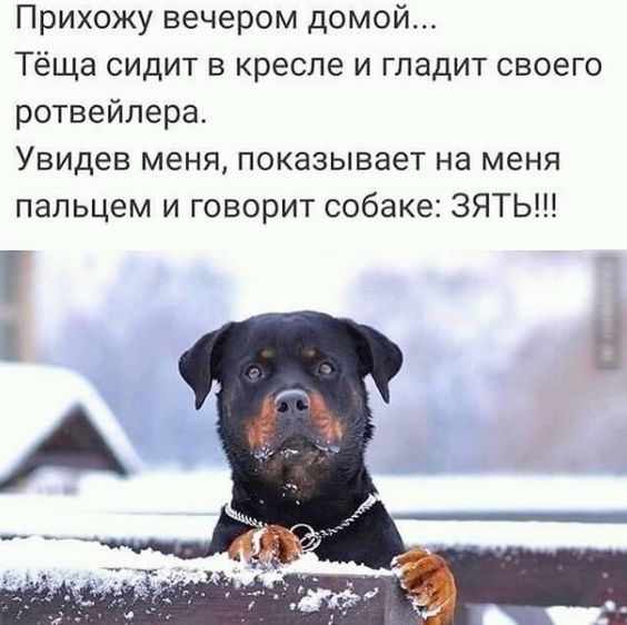 Прихожу вечером домой Тёща сидит в кресле и гладит своего ротвейлера Увидев меня показывает на меня пальцем и говорит собаке ЗЯТЬ