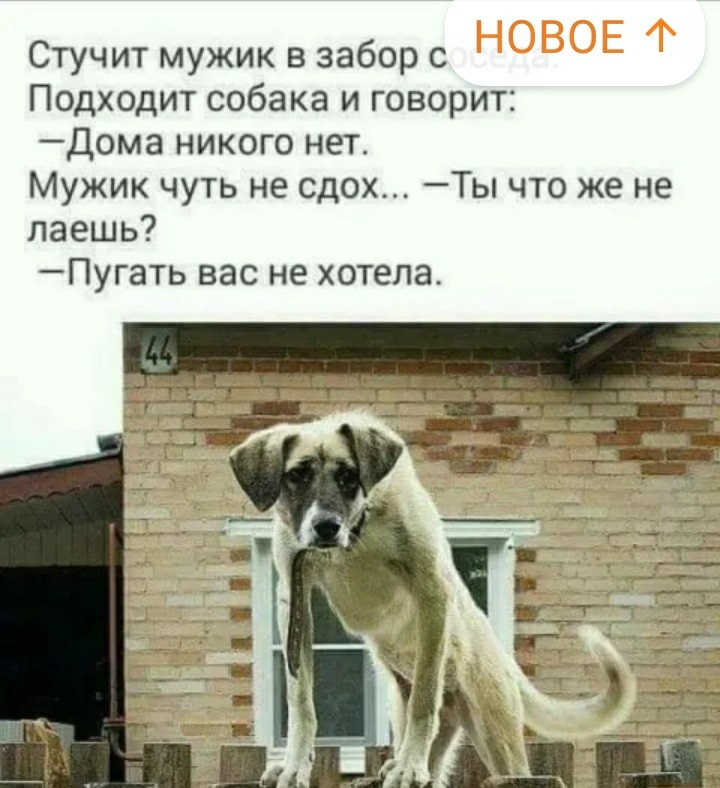 Стучит мужик в забор с Подходит собака и говорит Дома никого нет Мужик чуть не сдох Ты что же не лаешь _ПУГЭТЬ ВЭС не хотела
