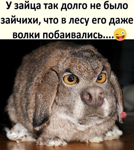 У зайца так долго не было зайчихи что в лесу его даже волки побаивались