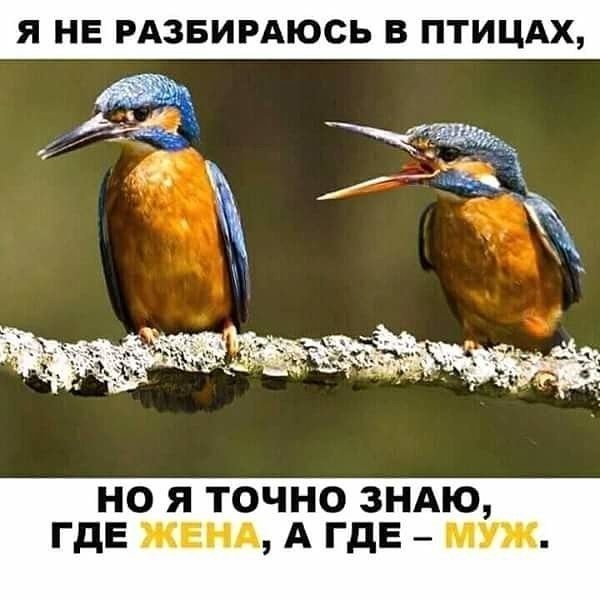 Я НЕ РАЗБИРАЮСЬ В ПТИЦАХ но я точно зндю ГдЕ жинд А ГдЕ муж