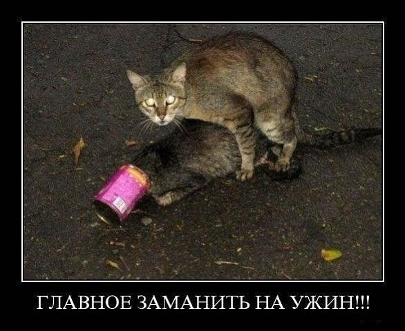 Цд 5 _ ГЛАВНОЕ ЗАМАНИТЬ НА УЖИН