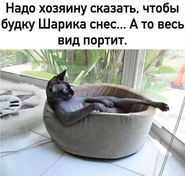 Надо хозяину сказать чтобы будку Шарика снес А то весь вид портит г г Г