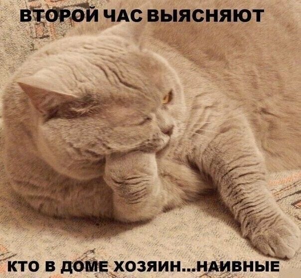 ЧАС выясняют 1451
