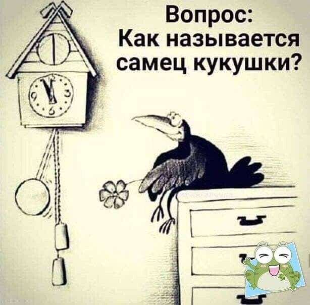Вопрос Как называется самец кукушки
