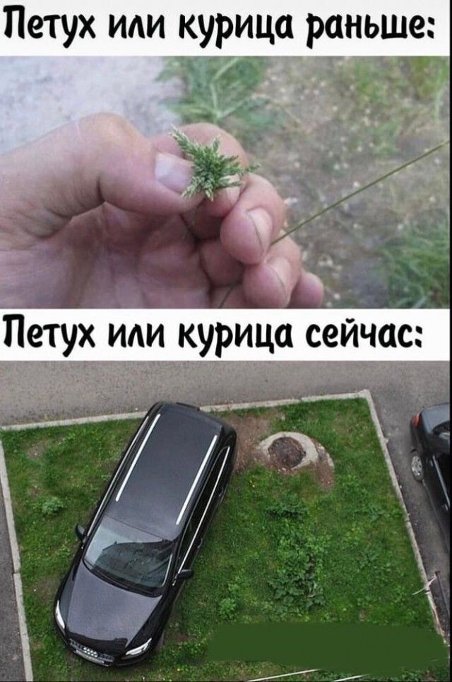 Петух или курица раць