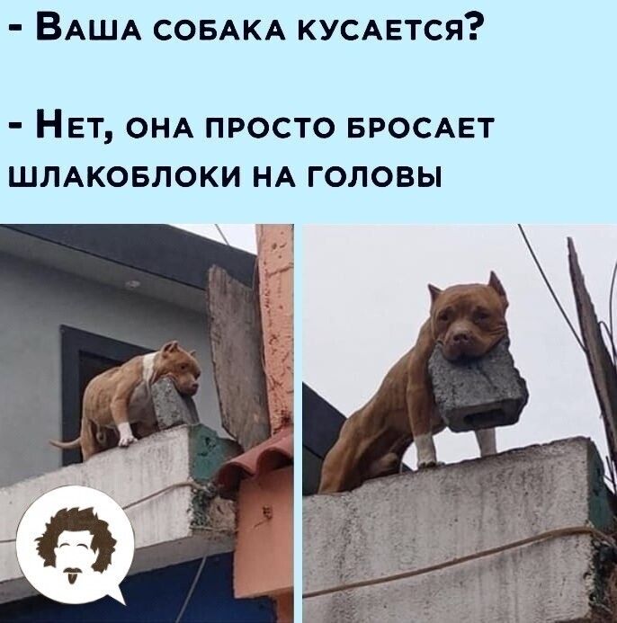 ВАША СОБАКА КУСАЕтся НЕТ ОНА ПРОСТО БРОСАЕТ ШЛАКОБЛОКИ НА ГОЛОВЫ