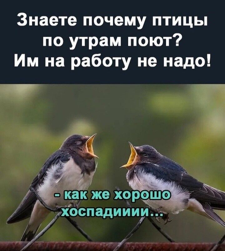 Знаете почему птицы по утрам поют Им на работу не надо 7 как же хореше ив _хоспадиииум