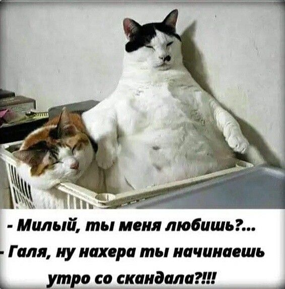 ём МИЛЬЛЁ ты МЕНЯ любишь Г МЯ у ПОР ты ПЧПИПОШЬ __ хтрц со удивив _