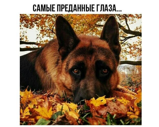 САМЫЕ ПРЕЛАННЫЕ ГЛАЗА _
