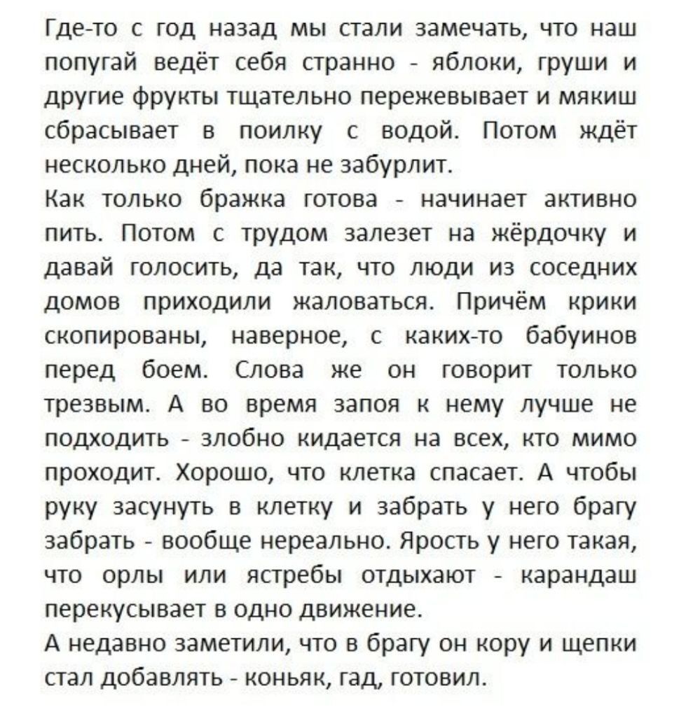 Гдето с год назад мы стали замечать что наш попугай ведёт себя странно яблоки груши и другие фрукты тщательно пережевывает и мякиш сбрасывает в поилку с водой Потом ждёт несколько дней пока не забурлит Как только бражка готова начинает активно пить Потом с трудом залезет на жёрдочку и давай голосить да так что люди из соседних домов приходили жаловаться Причём крики скопированы наверное с каких то