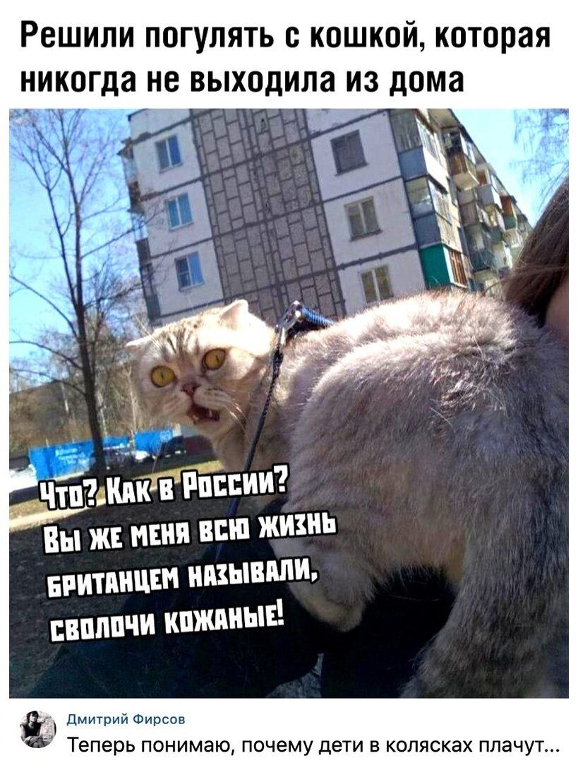 РЕШИЛИ ПОГУЛЯТЬ С КОШКОЙ КОТОРЗЯ ИК впппчи кпжпиыі дмитрий Фирсов теперь понимаю почему дети В КОПЯСКЭХ плачут