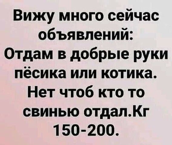 Вижу много сейчас объявлений Отдам в добрые руки пёсика или котика Нет чтоб кто то свинью отдалКг 1 50 200