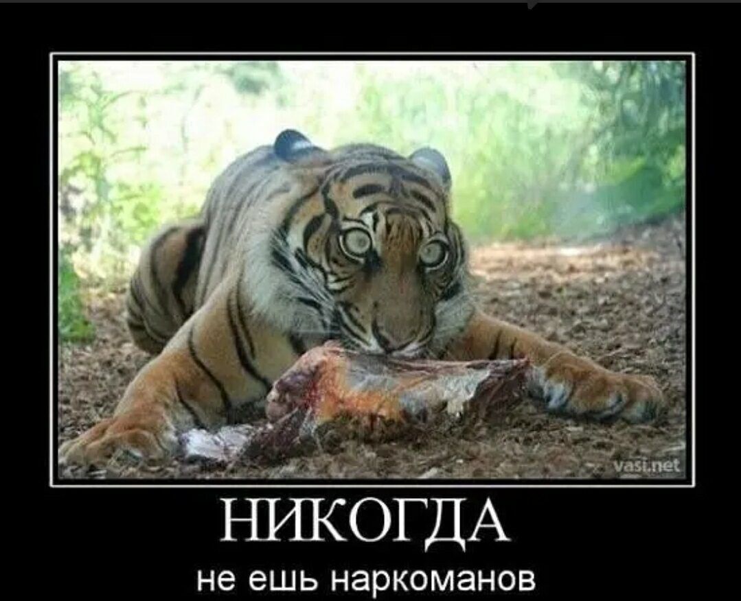 я и ь ч д НРПОГДА не ешь наркоманов