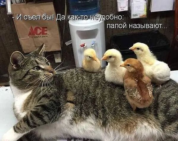 Г обно папой называют