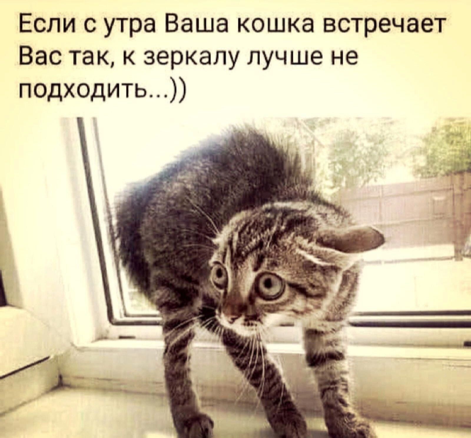 Если с утра ваша кошка встречает вас так, к зеркалу лучше не подходить...
