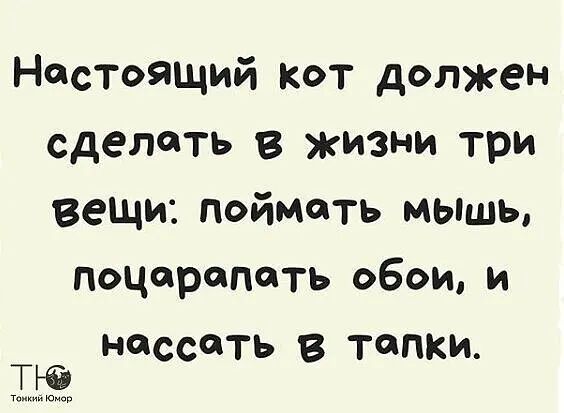 Настоящий кот должен сделать в жизни три вещи поймать мышь поцарапать обои и нассать в тапки