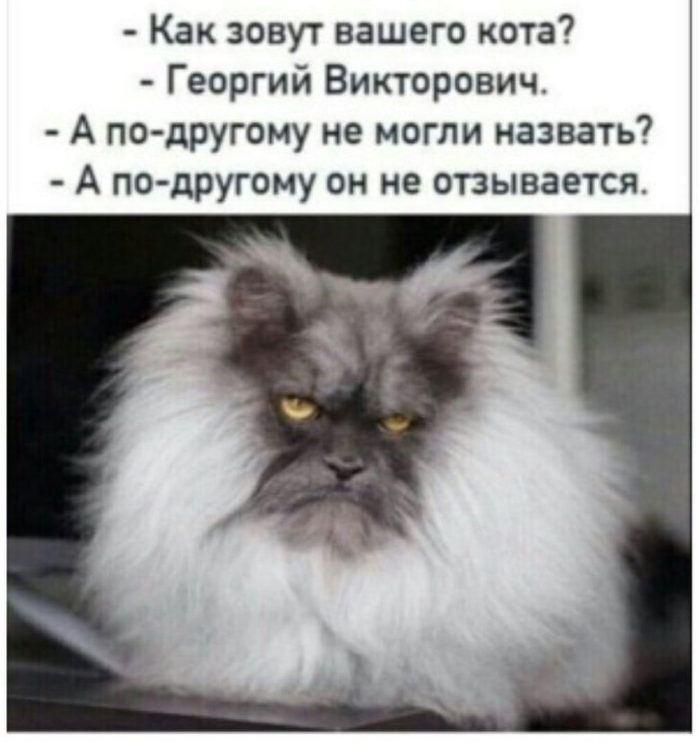 Как зовут вашего кота Георгий Викторович А по другому не могли назвать А подругому он не отзывается