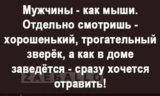 Мужчины как мыши Отдельно смотришь хорошенький трогательный зверёк а как в доме заведётся сразу хочется отравить