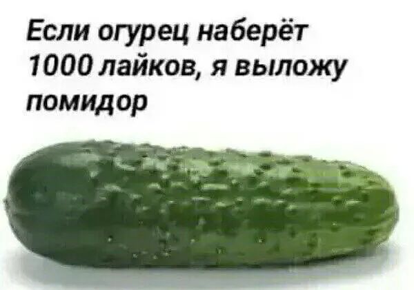 Если огурец наберёт 1000 лайков я выложу помидор