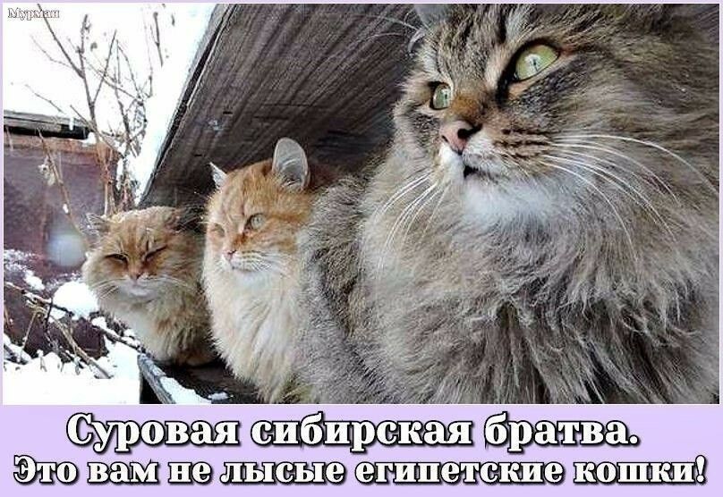 х