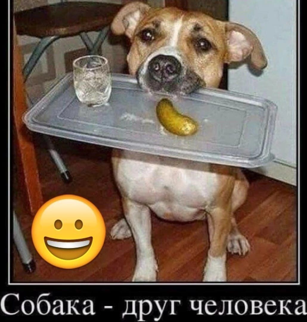Собака друг человека