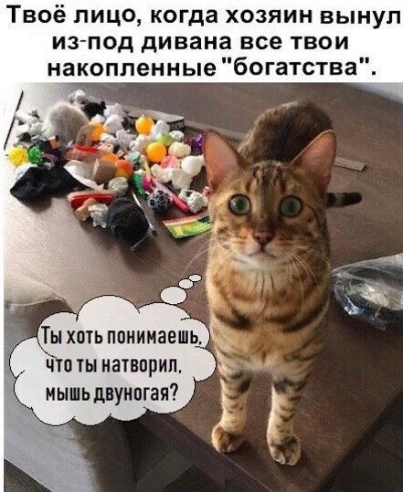 Твоё пицо когда хозяин вынул из под дивана все твои накопленные богатства Что ты натворил мышь двуипгая