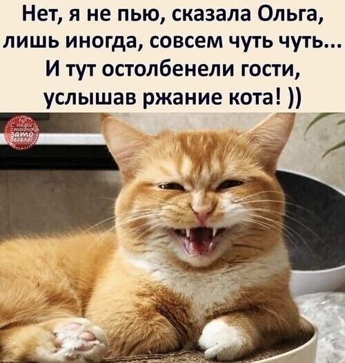 Нет я не пью сказала Ольга лишь иногда совсем чуть чуть И тут остолбенели гости услышав ржание кота 1