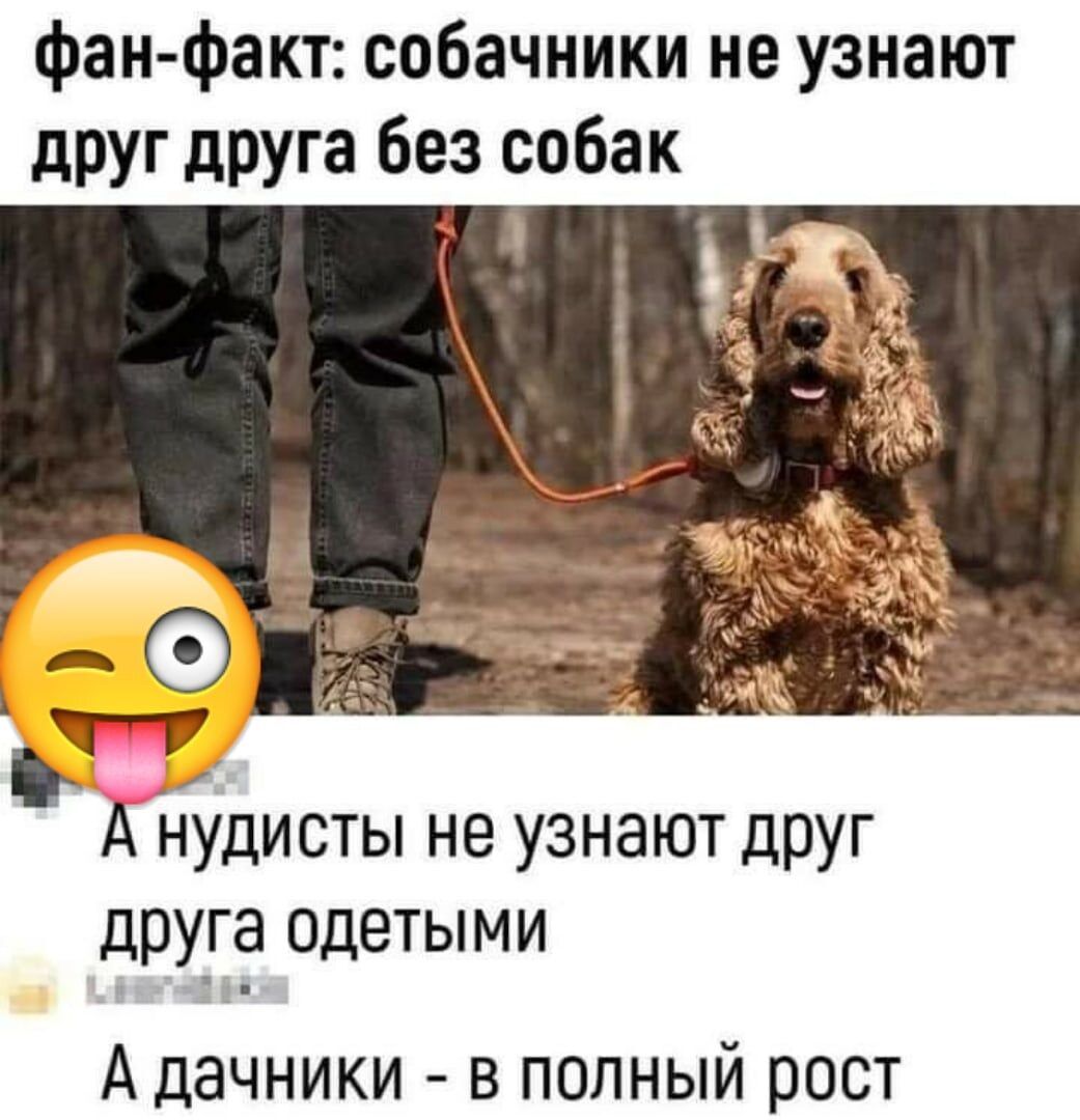 фан факт собачники не узнают друг друга без собак А н1дисты не узнают друг дру_га одетыми Адачники в полный рост