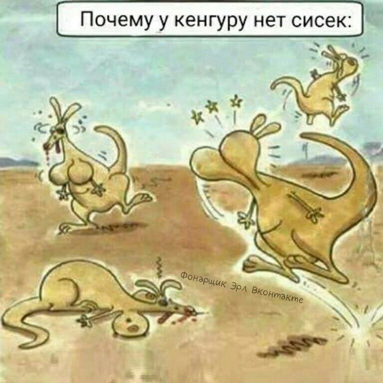 Почему у кенгуру нет сисек