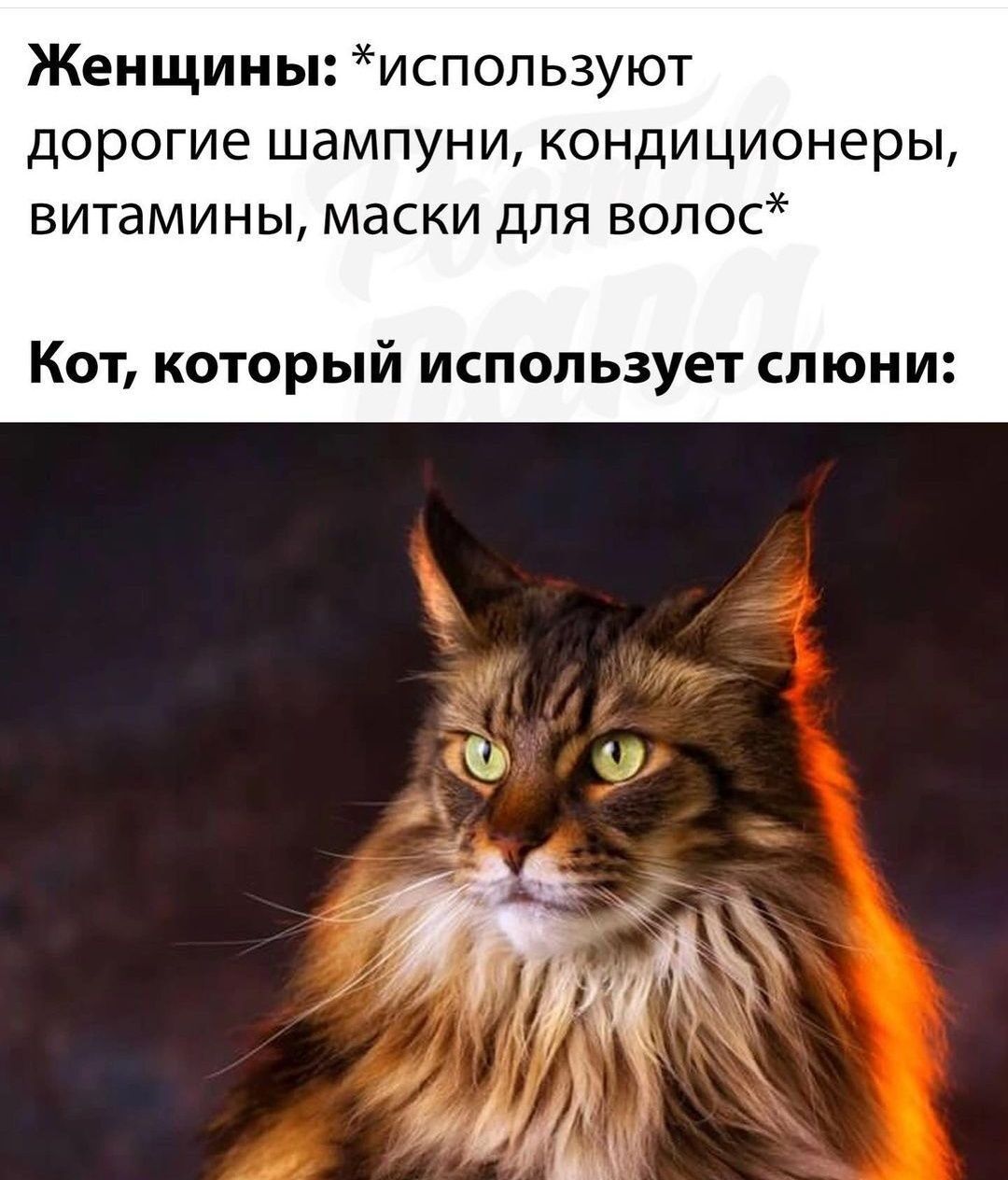 Женщины испопьзуют дорогие шампуни кондиционеры витамины маски для волос КОТ КОТОРЫЙ ИСПОЛЬЗУЕТ СПЮНИ