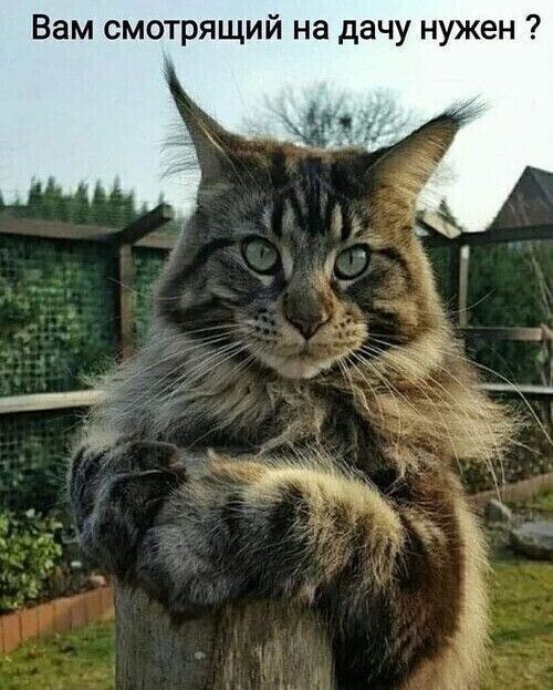 Вам смотрящий на дачу нужен