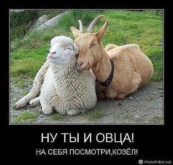 НУ ТЫ И ОВЦА НА СЕБЯ ПОСМОТРИКОЭЁП