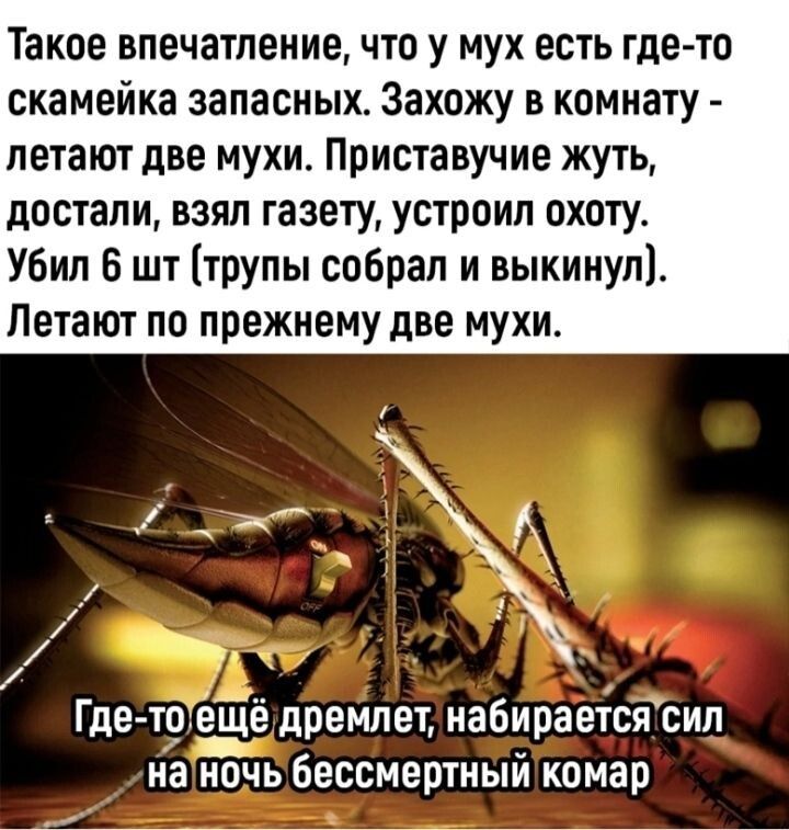 Такое впечатление что у мух есть где то скамейка запасных Захожу в комнату летают две мухит Приставучие жуть достали взял газету устроил охоту Убил 5 шт трупы собрал и выкинупі Летают по прежнему две мухи Гдетоіё дремлет набираетсясил на ночь бессмертный комар