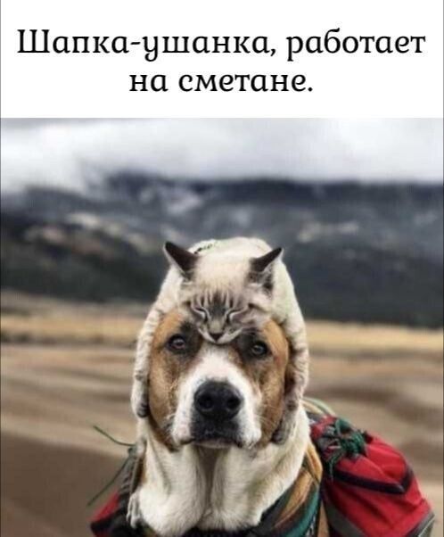 Шапка ушанка работает на сметане
