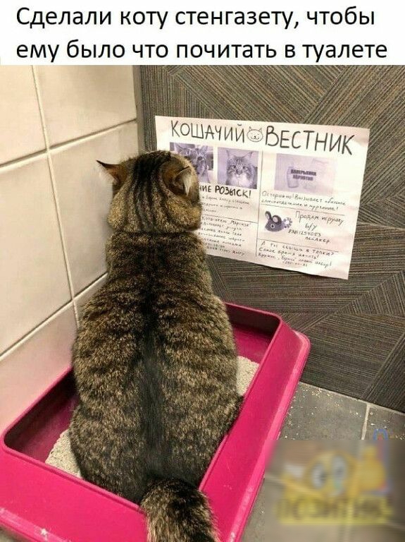 Сделали коту стенгазету чтобы ему было что почитать в туалете фунт ВЕСТНИК