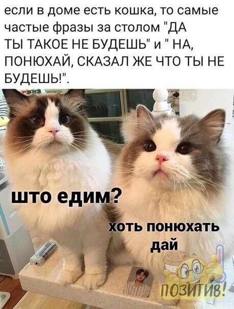 если в доме есть кошка то самые частые фразы за столом ДА ТЫ ТАКОЕ НЕ БУДЕШЬ и НА ПОНЮХАЙ СКАЗАЛ ЖЕ ЧТО ТЫ НЕ БУДЕШЬГЕ